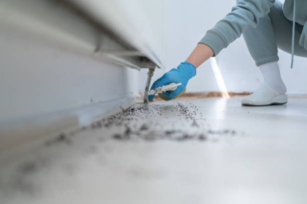 Best Rat Extermination Near Me  in Timberlane, IL